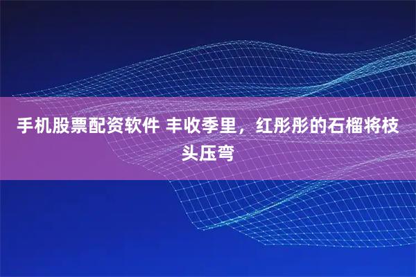 手机股票配资软件 丰收季里，红彤彤的石榴将枝头压弯